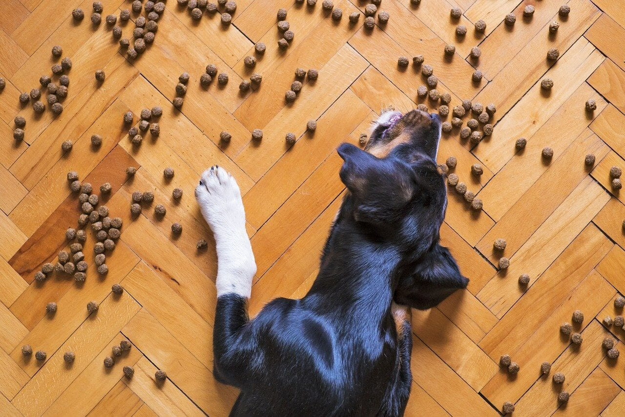 Welches Fleisch ist für Hundefutter » Natürliche Haustier