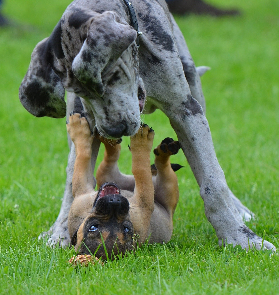 Richtiges Hundefutter finden darauf müsst ihr achten