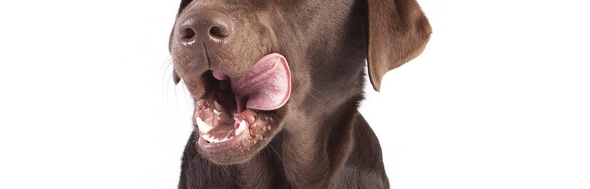 Welches Hundefutter gegen Geruch? Diese Tipps wirken Wunder!
