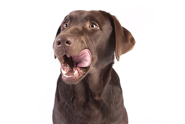 Welches Hundefutter Gegen Geruch Diese Tipps Wirken Wunder