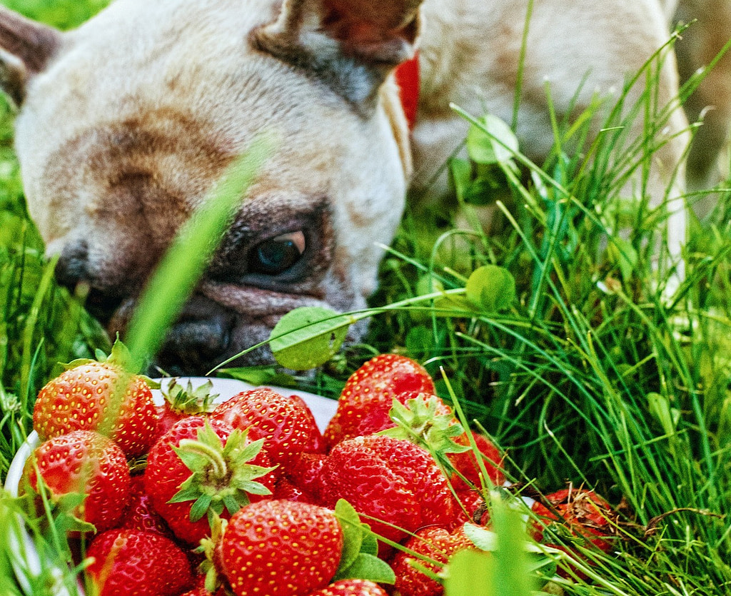 Welches Obst und Gemüse für Hunde? Ein Ratgeber von A bis Z