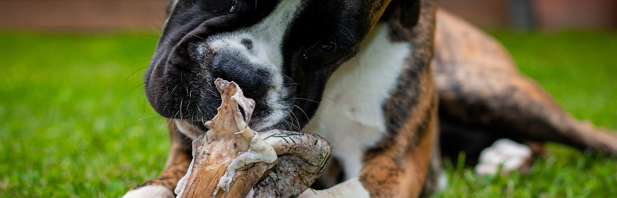 Fleisch für einen Hund kochen Leicht gemacht