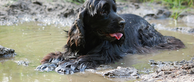 2020 Ein Nasser Hund