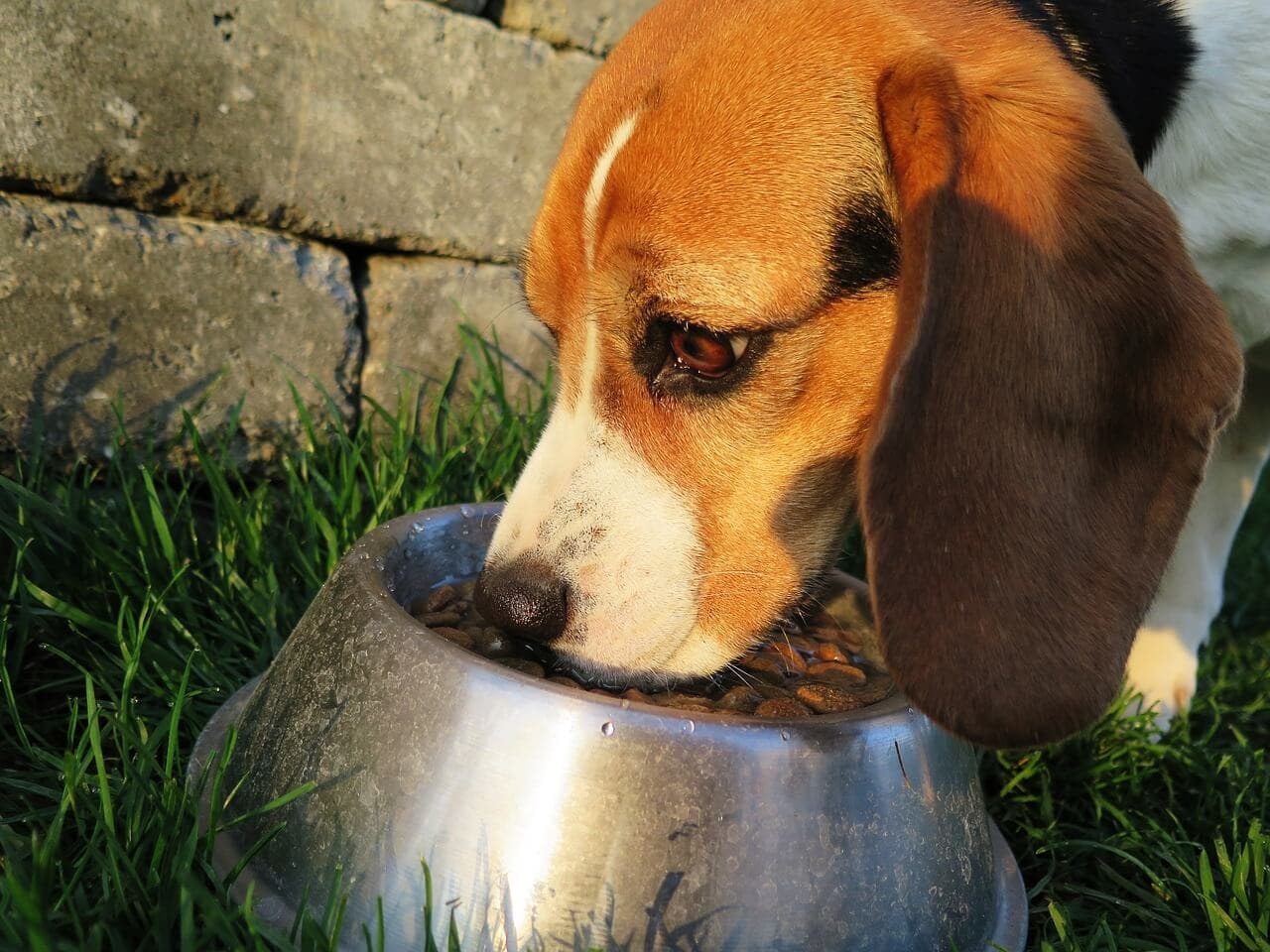 Was kann ich meinem Hund zu Essen geben? » Und was auf gar keinen Fall?